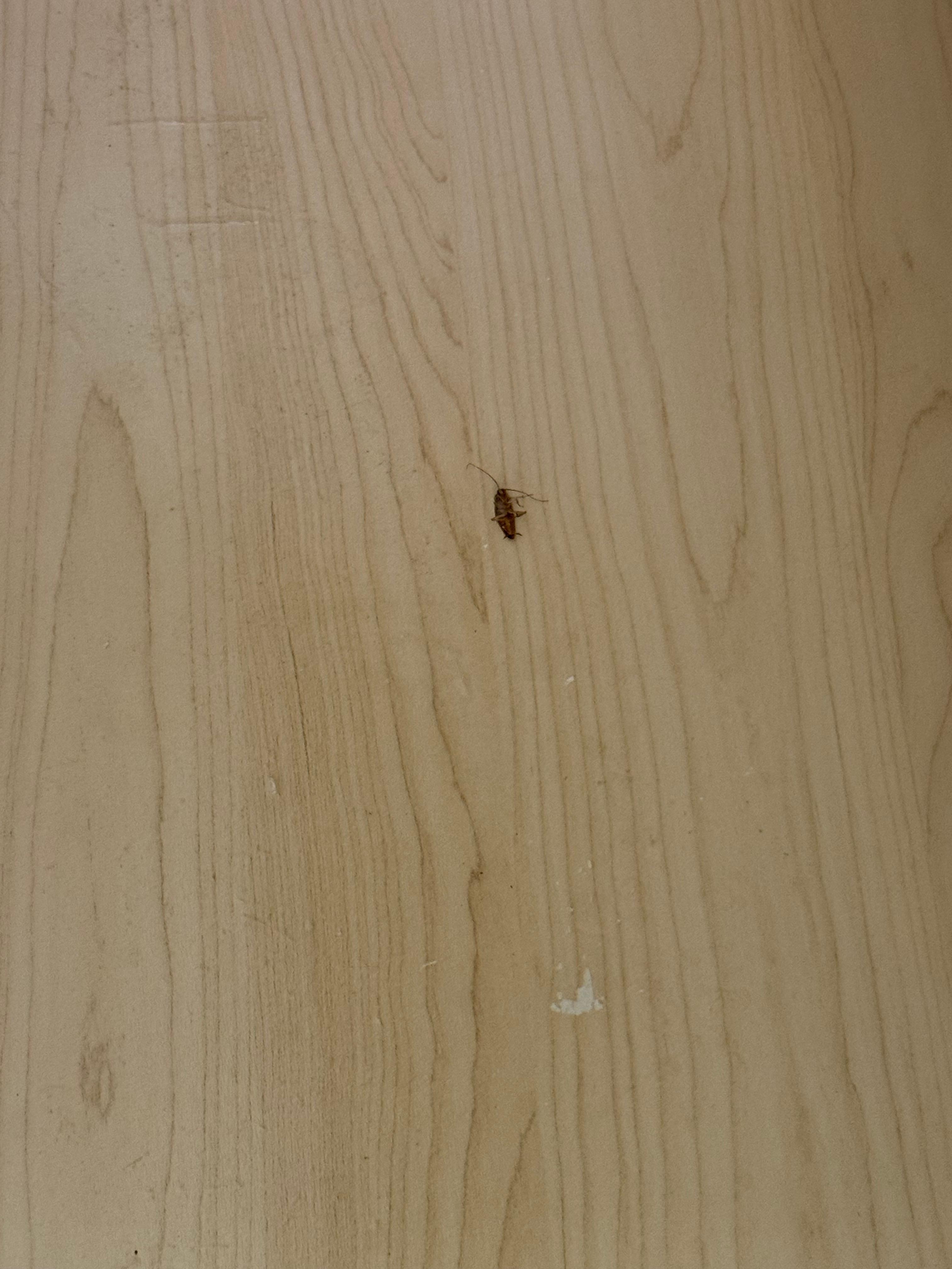 Roaches we killed in drawer.