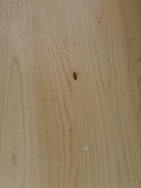 Roaches we killed in drawer.