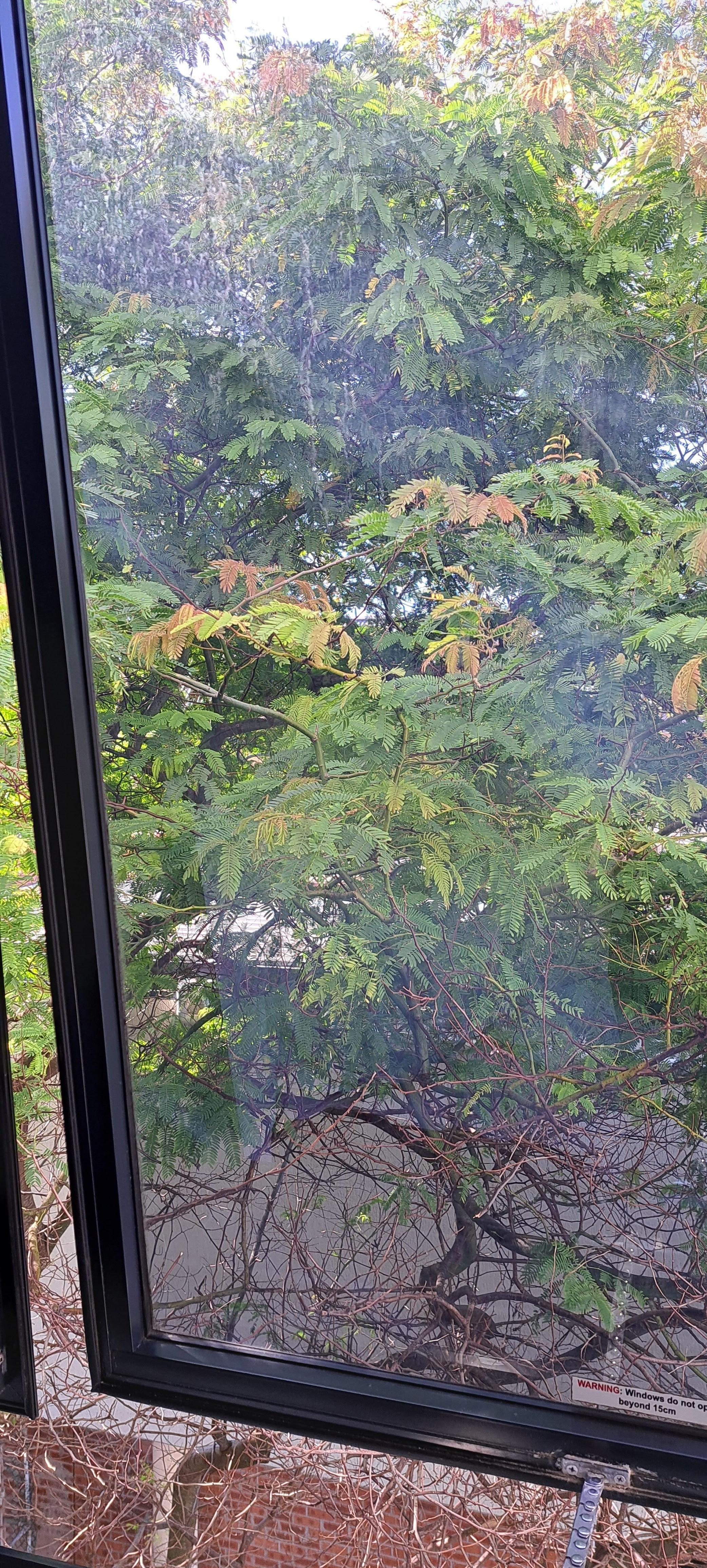 Blick aus den geöffneten Fenstern. 
