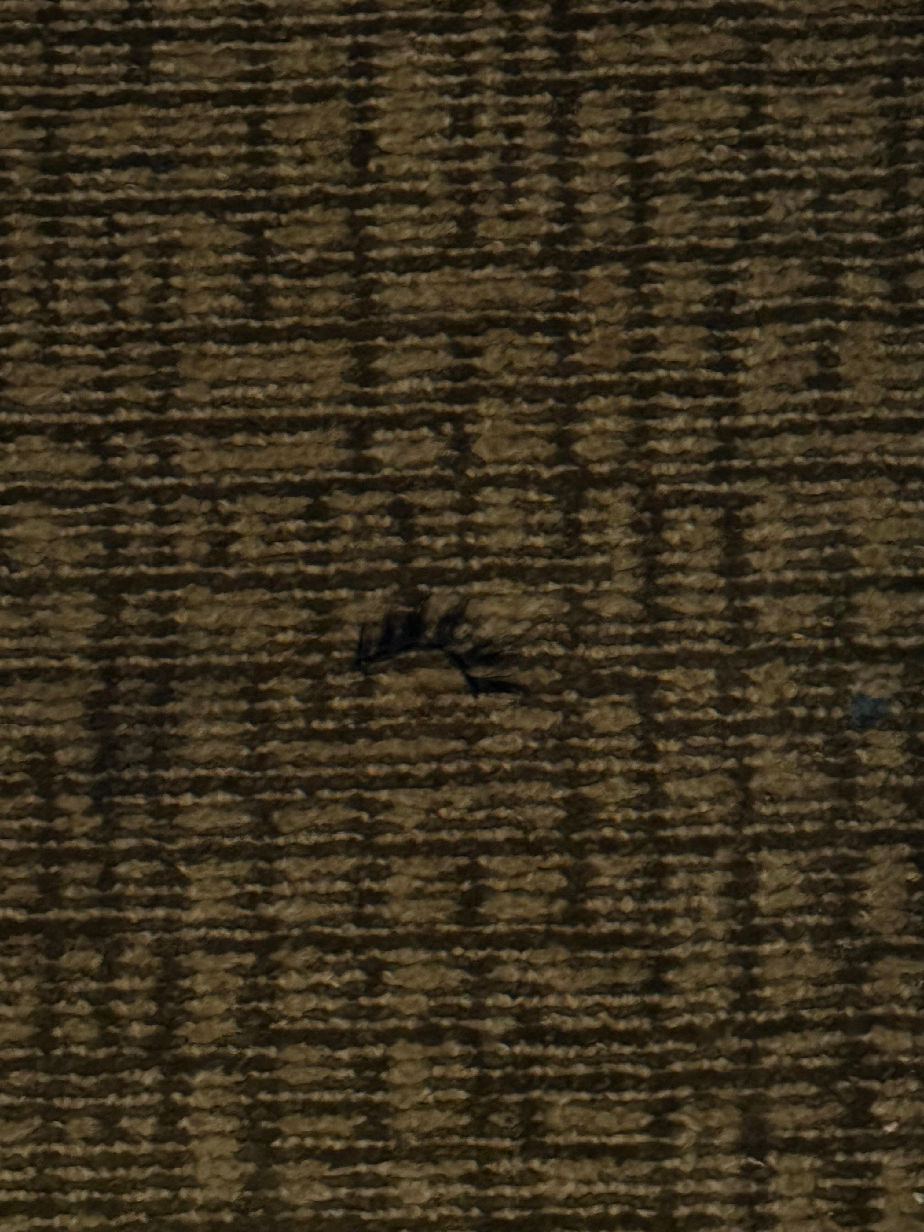 Fake lashes on the carpet