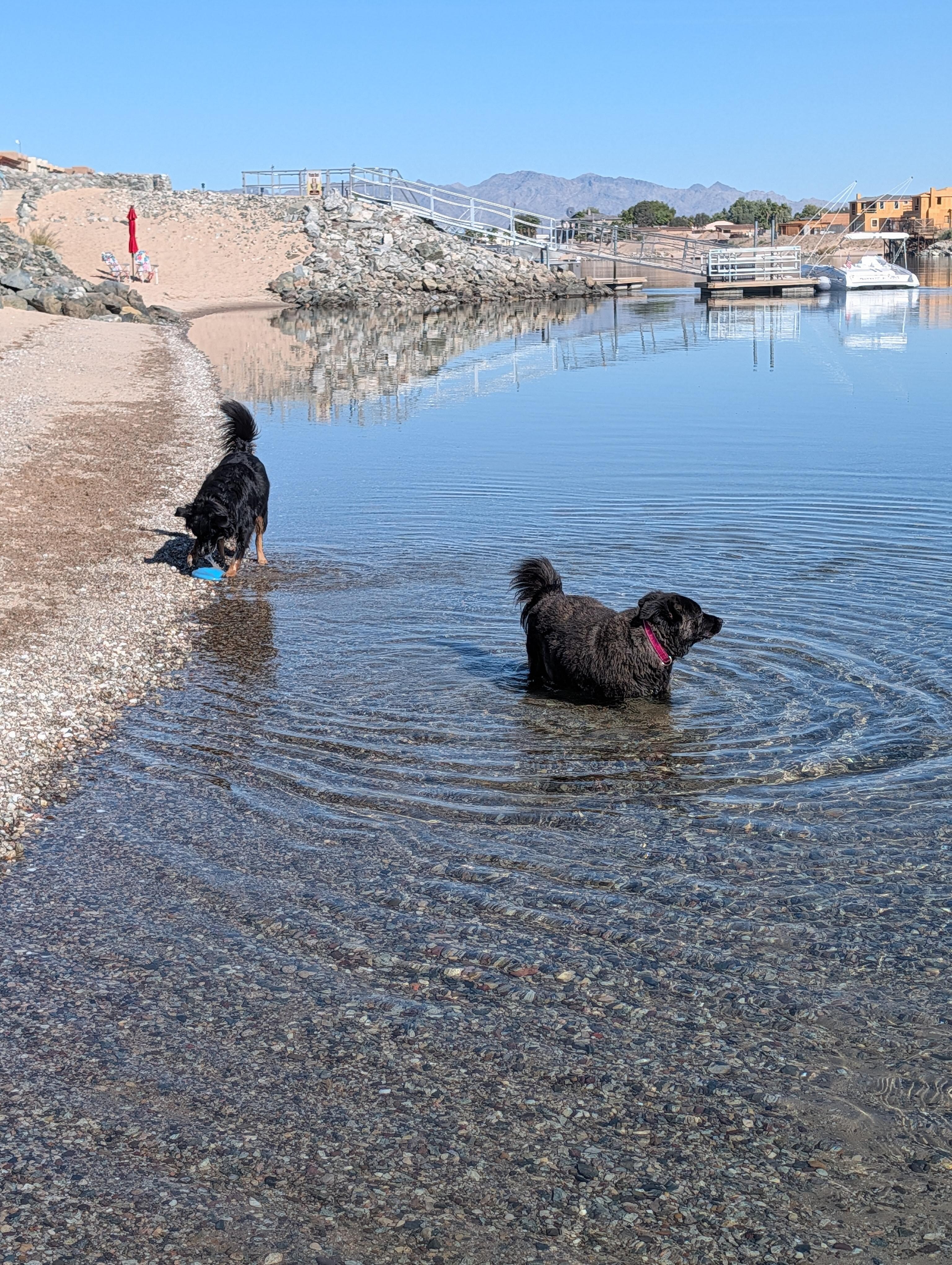 Dogs in the river 