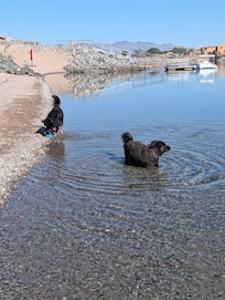 Dogs in the river
