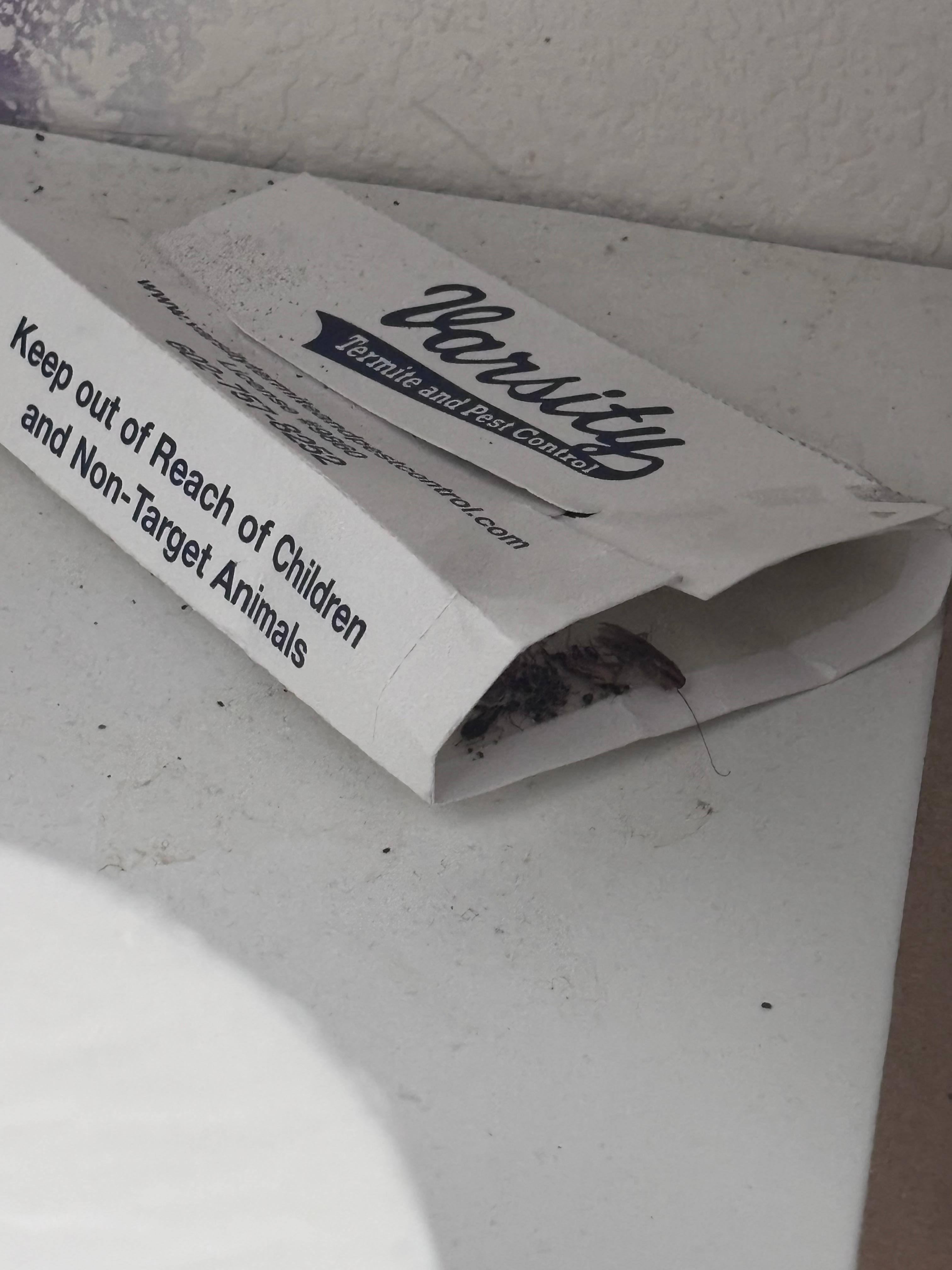 Roach traps with bugs inside