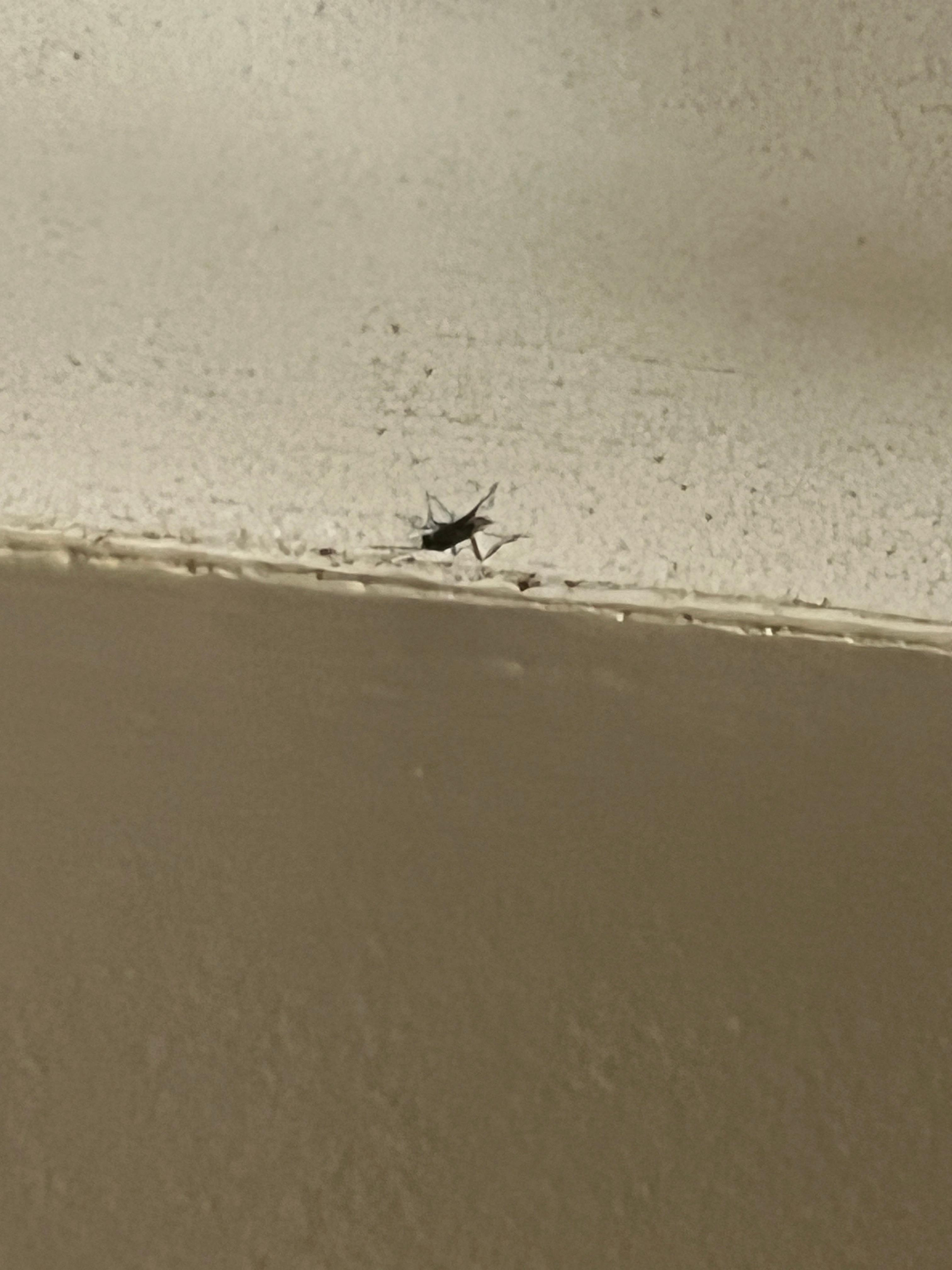 BUGS ON CEILING
