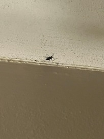 BUGS ON CEILING