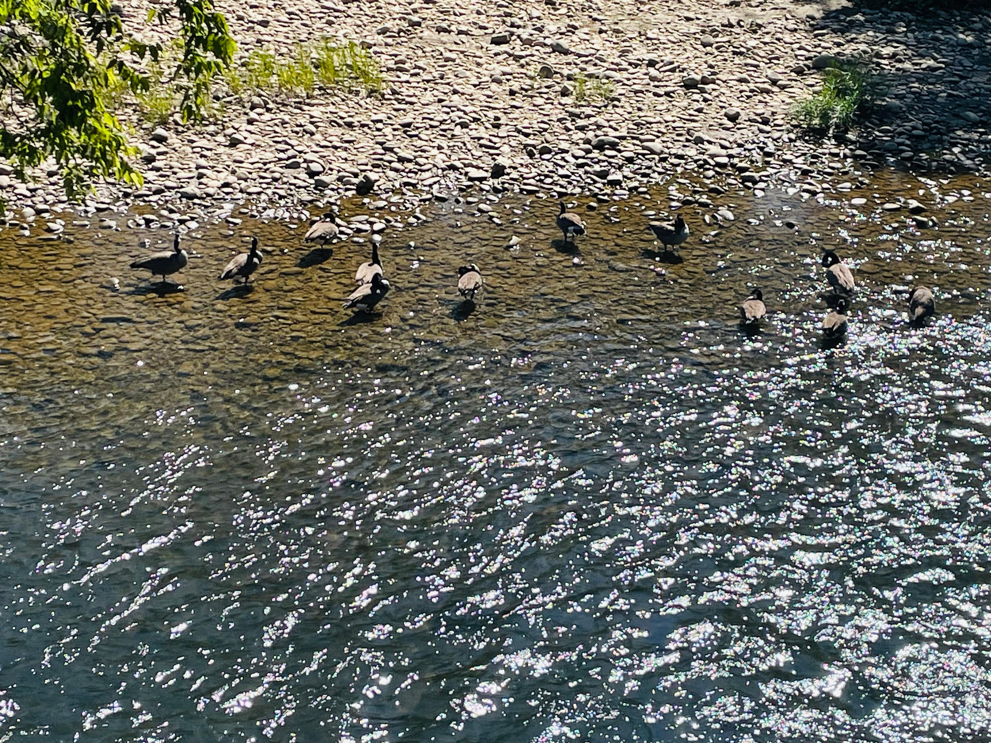 So fun to watch the geese swim 