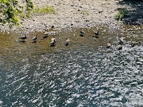 So fun to watch the geese swim