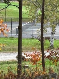 Turkeys