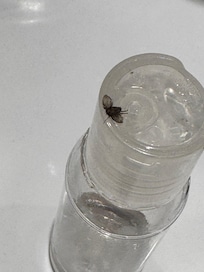 One of the flies landed on my skin care. I wish I had gotten a picture of the bulk of them coming out and sitting all over the sink.