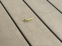 Our friend “Gary” the gecko