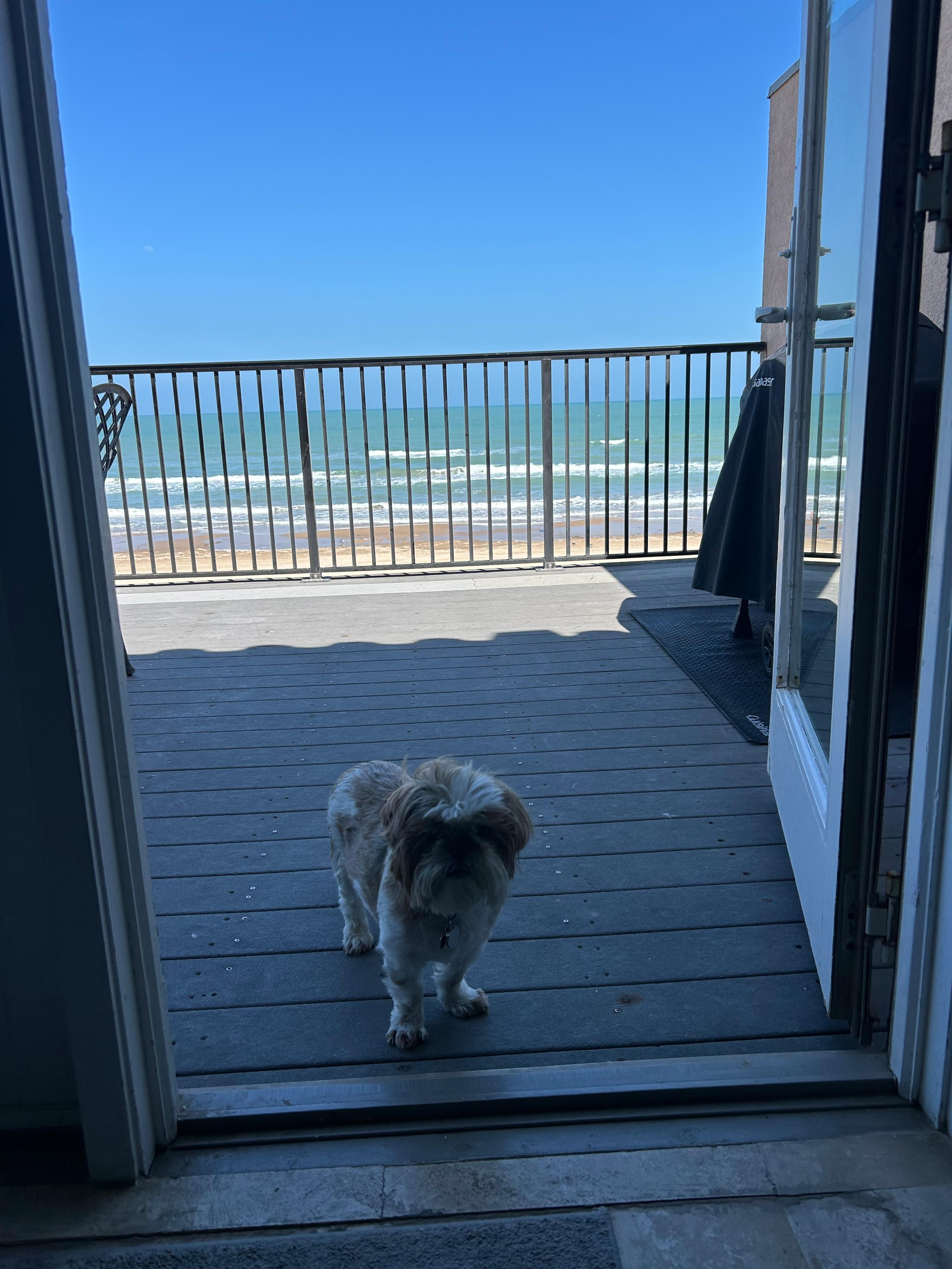 Pet friendly!  The balcony 