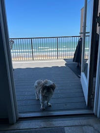 Pet friendly! The balcony