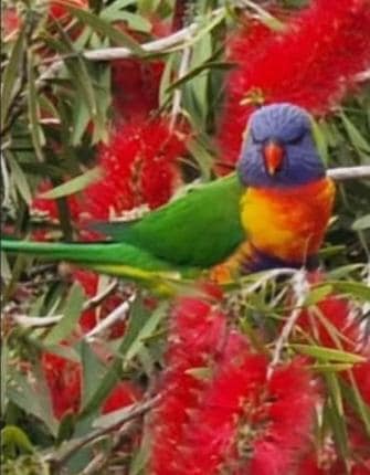 Viele Regenbogenloris vor dem Hotel🥰