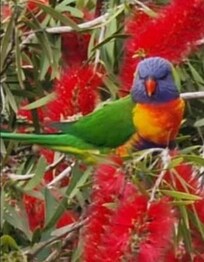 Viele Regenbogenloris vor dem Hotel🥰