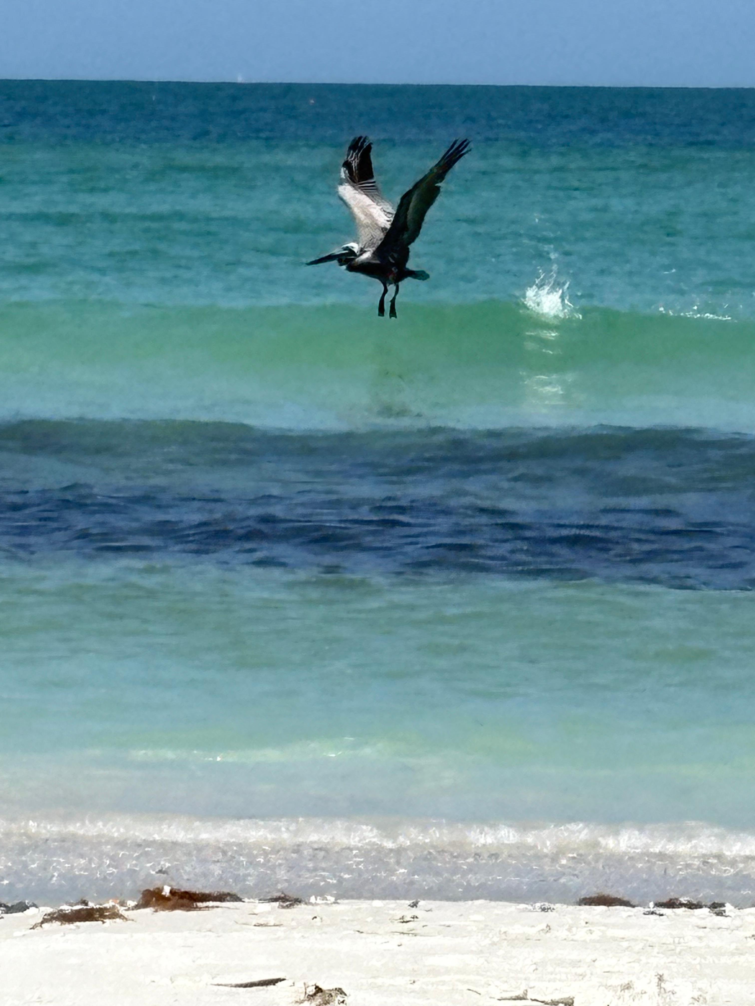 Coquina Beach