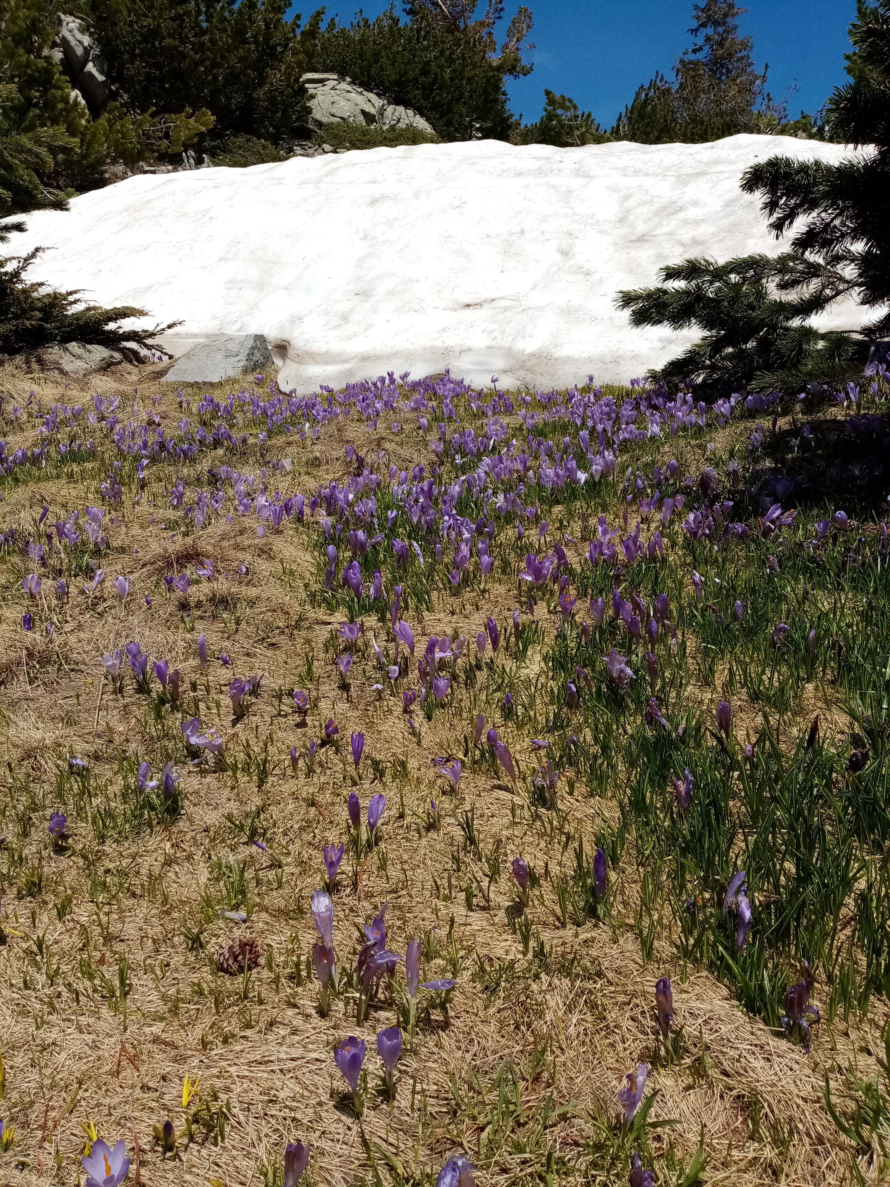 Snow and crocuses near Vihren hut