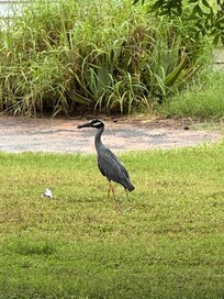 Awesome avian view