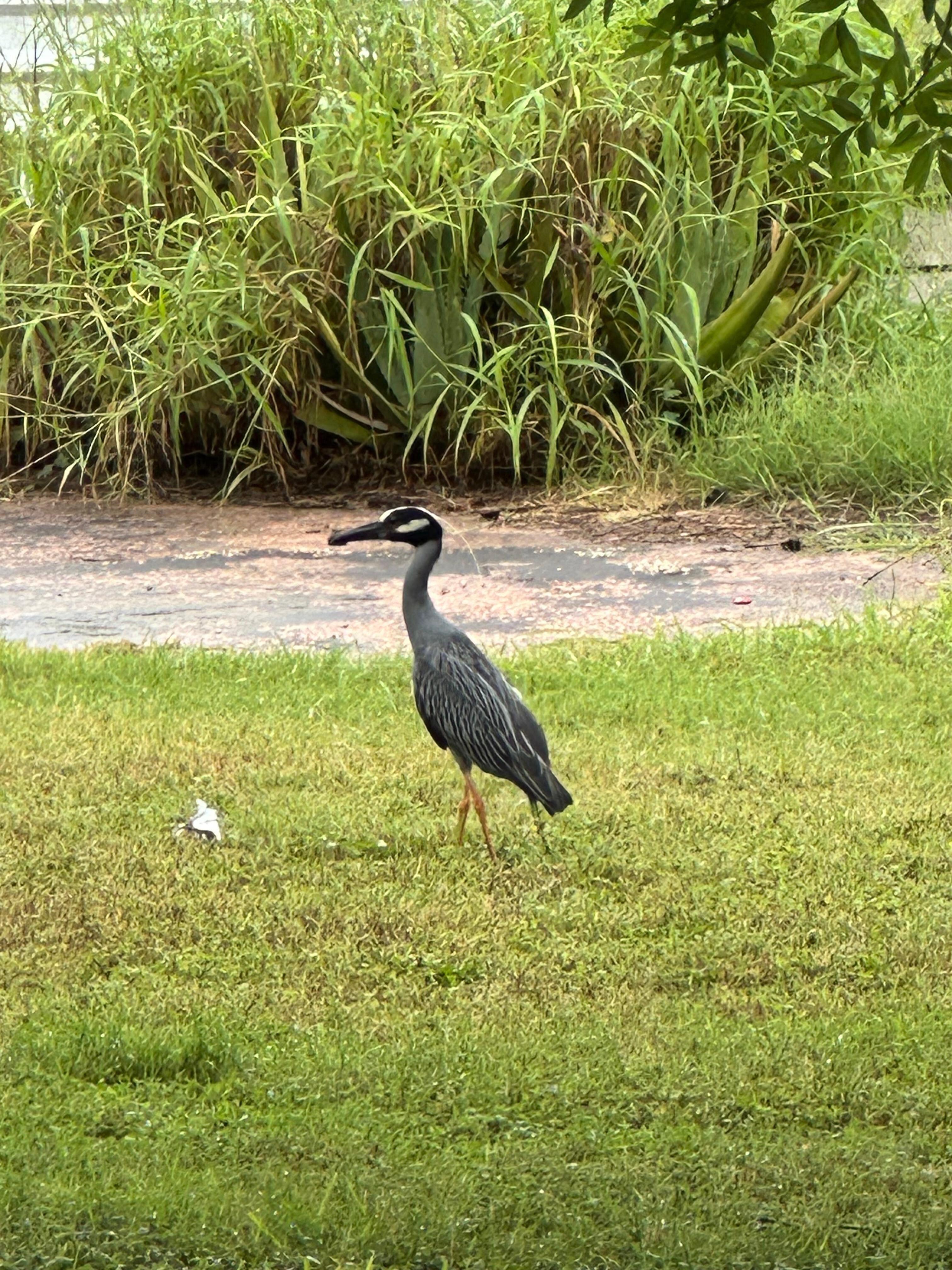 Awesome avian view 