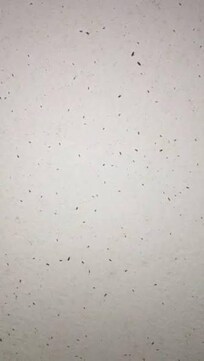 Bugs everywhere ! 🤢