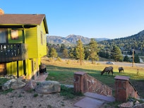 Elk in the mornings