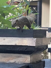 Daily visitor. To cute