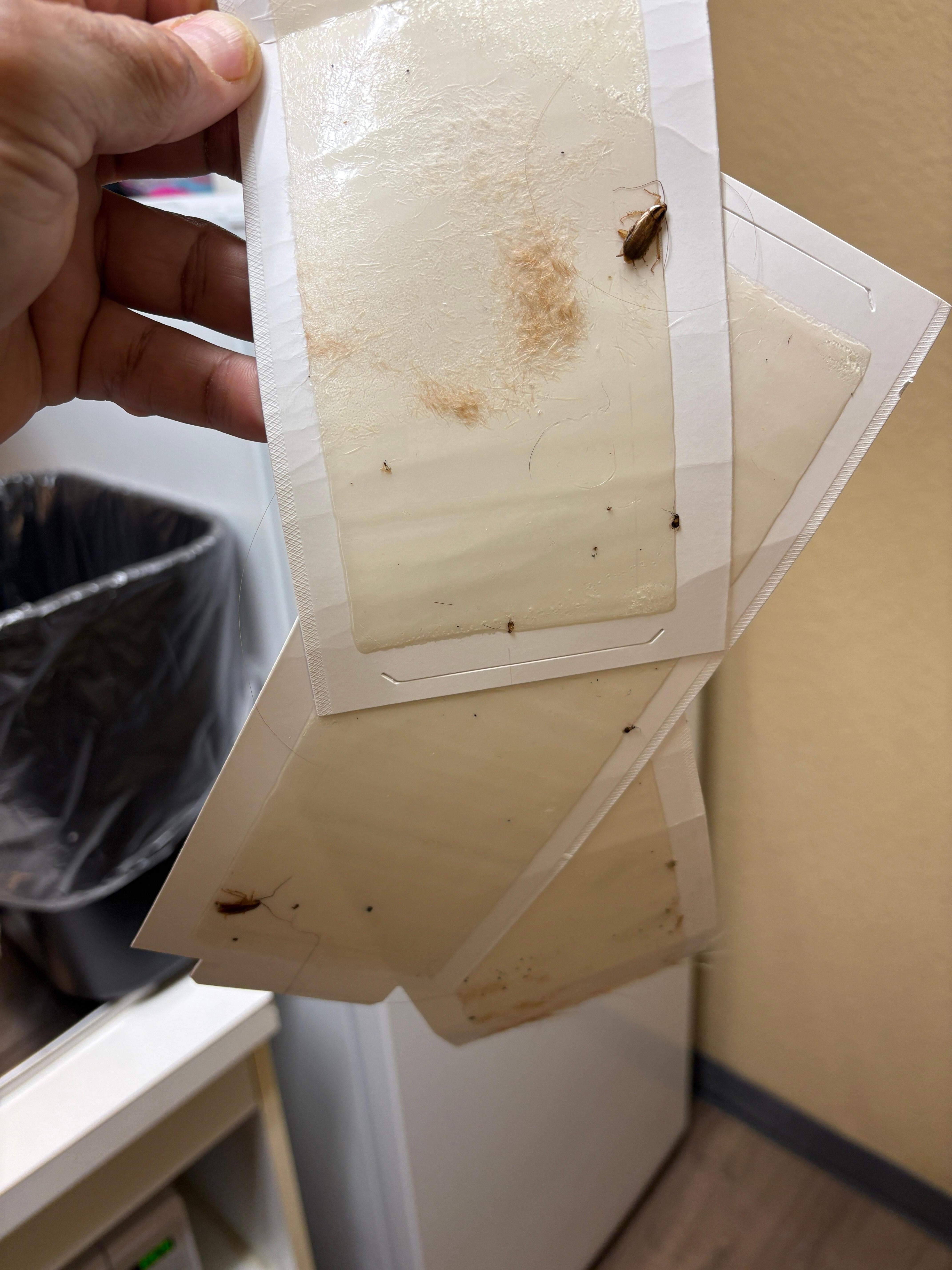 Roaches that were always being caught on a daily basis. 