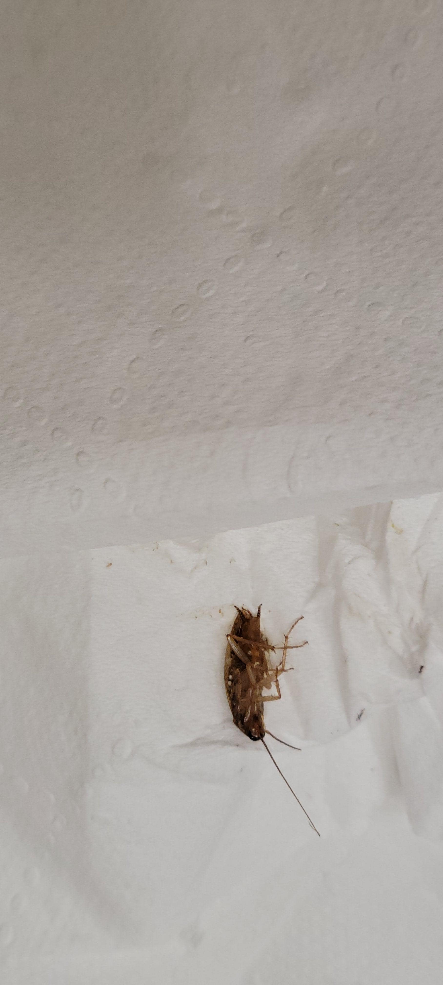 Caught one of the cockroaches.