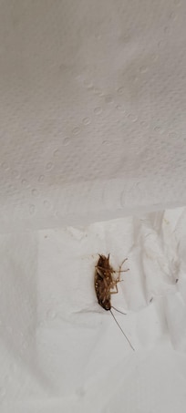 Caught one of the cockroaches.