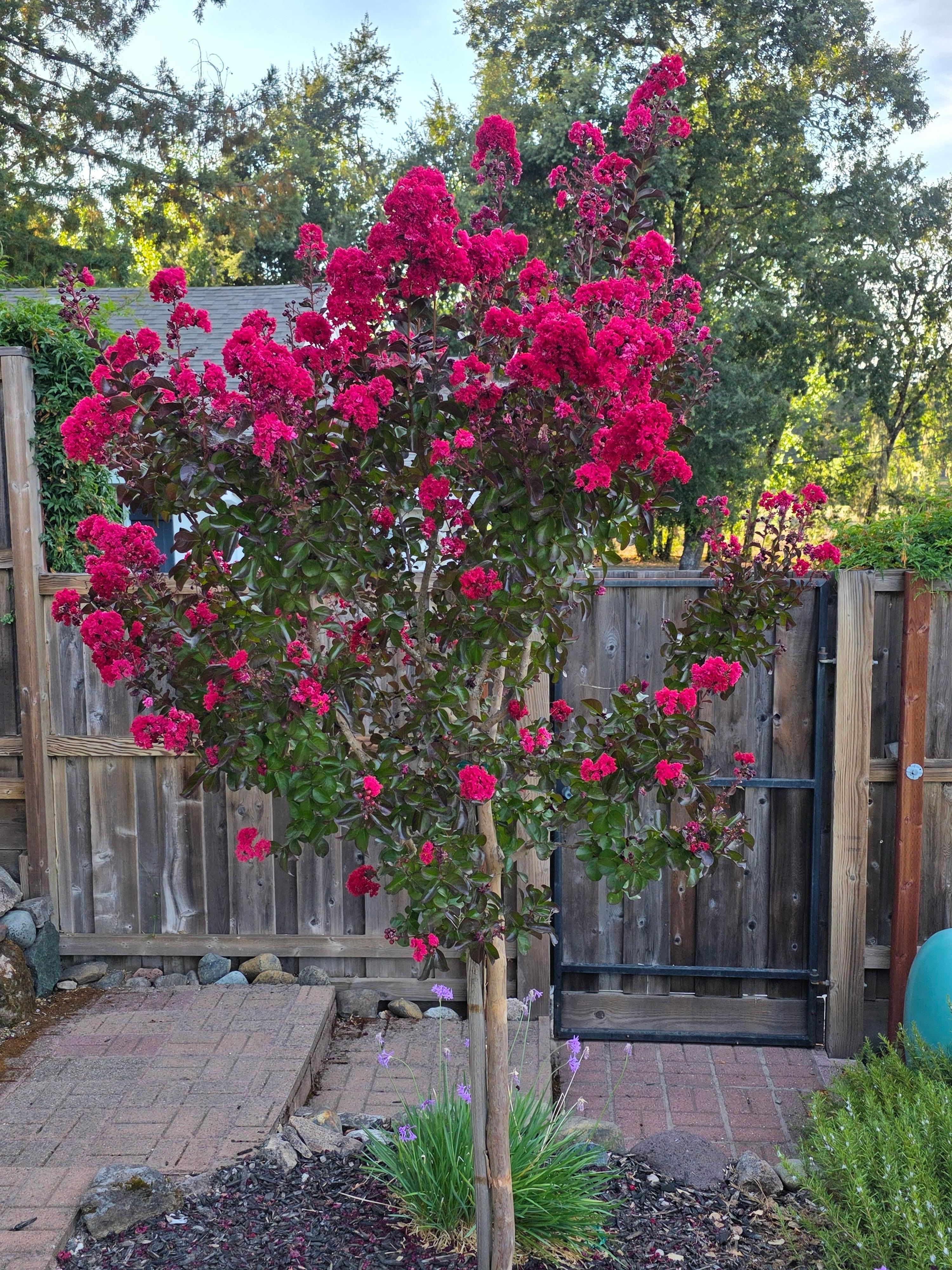 Crepe Myrtle in front 