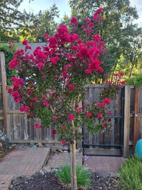 Crepe Myrtle in front