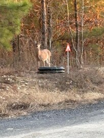 Deer right across the road