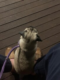 At dinner with Charlie, our pug