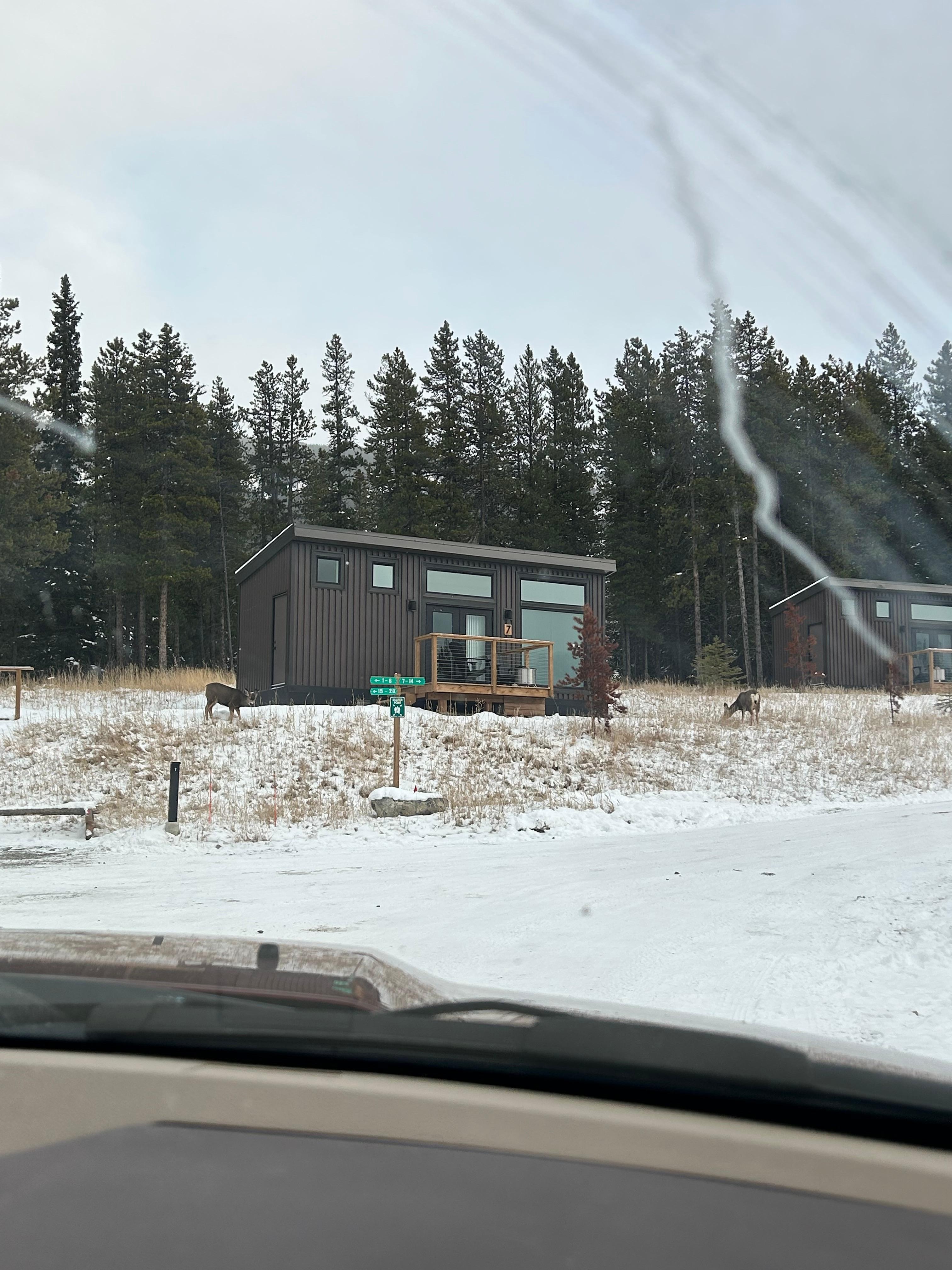 The Deer came for a visit.