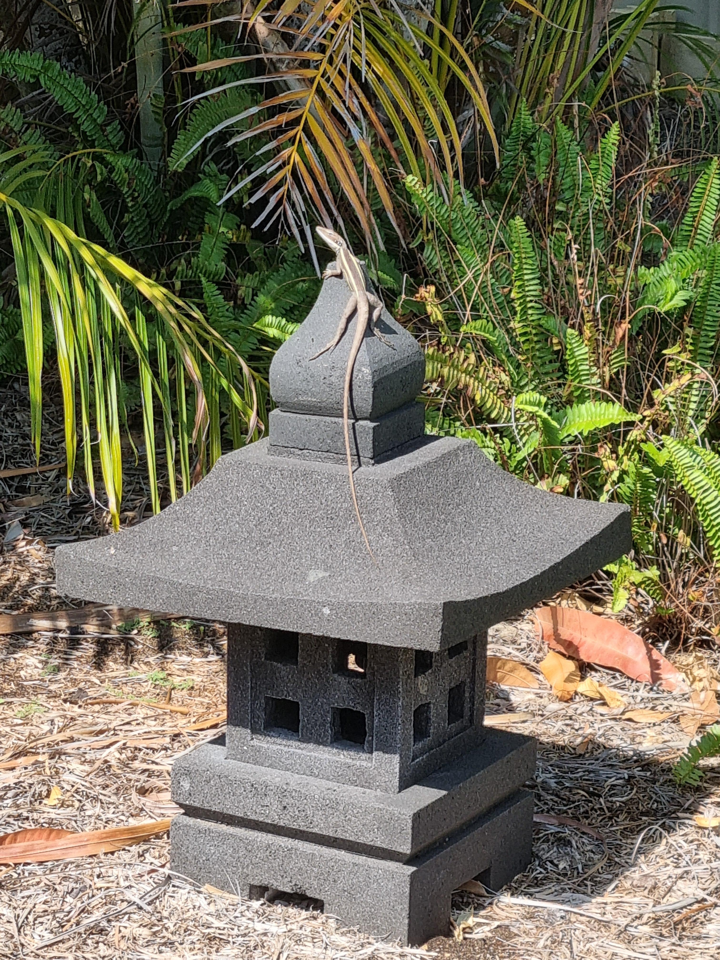 Resident lizard at Seashells - April 2026