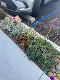 Nice plants