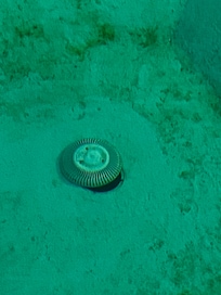 Drain open