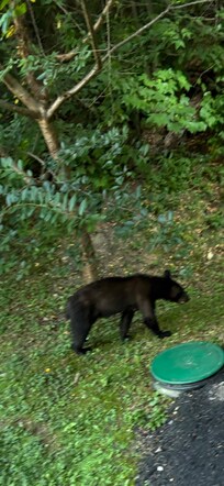 Bear visit on the day of our arrival was a highlight of our visit.