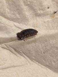 There were bugs in the sheets