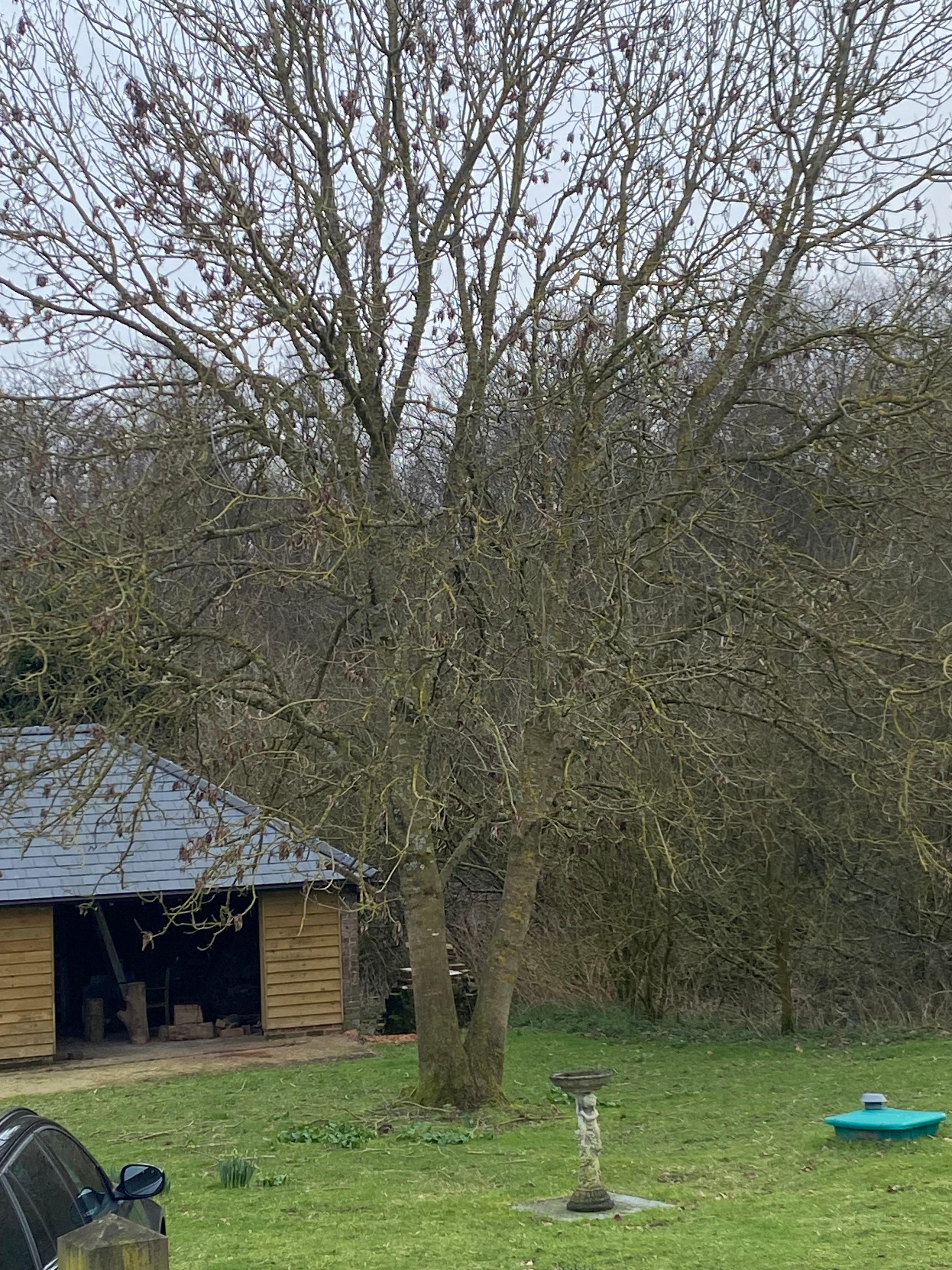 View from the decking area