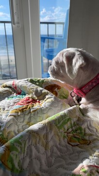 Bella enjoying some sunning time with a gorgeous view