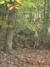 Deer outside of the cabin