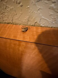 Dead insect