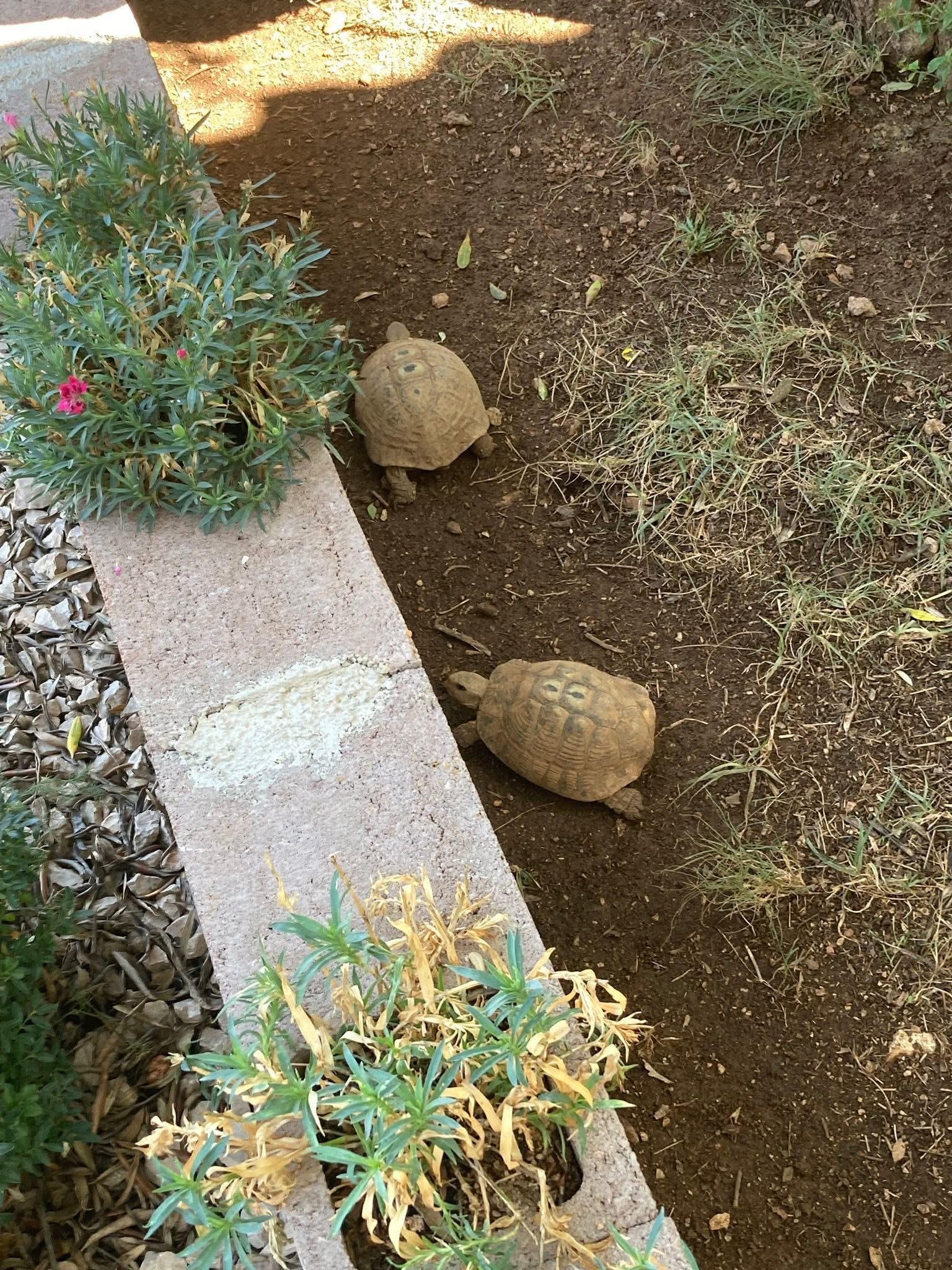 Turtles in the back garden.