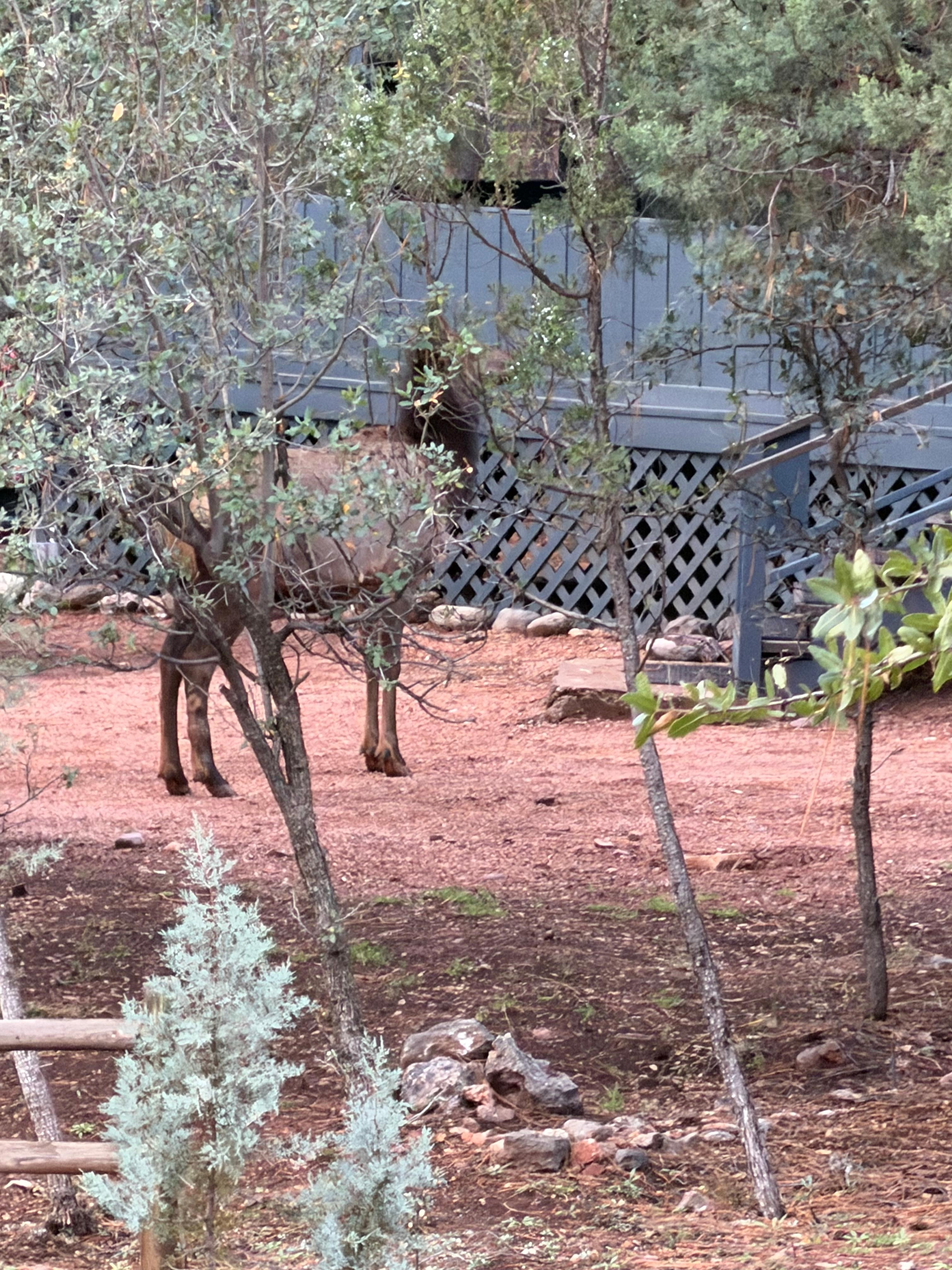 Elk by driveway 