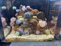 au Nausicaá / im Nausicaá