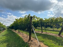 Winerh