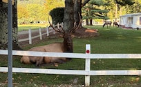 Elk in neighborhood