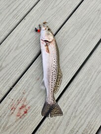 Speck