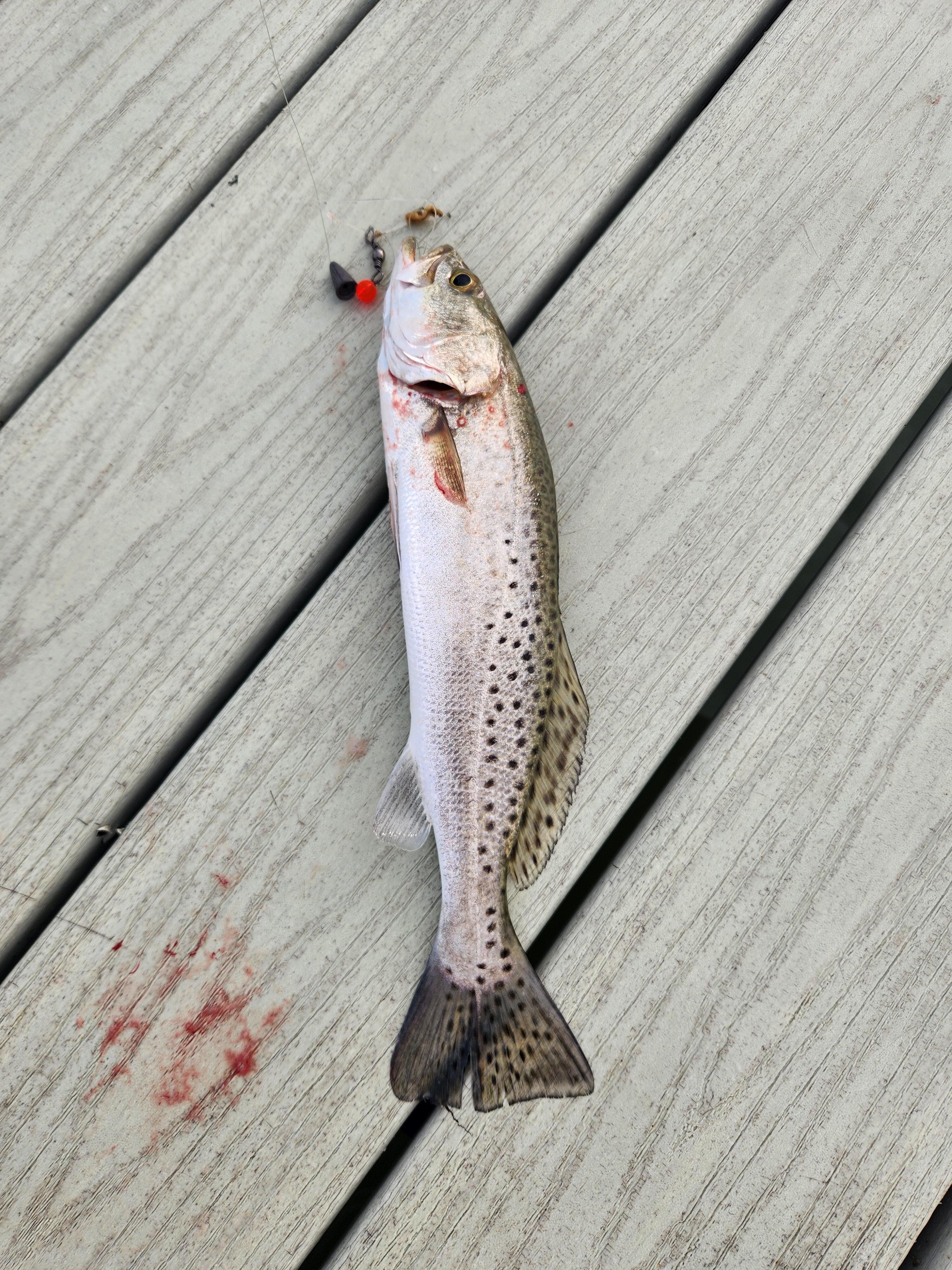 Speck