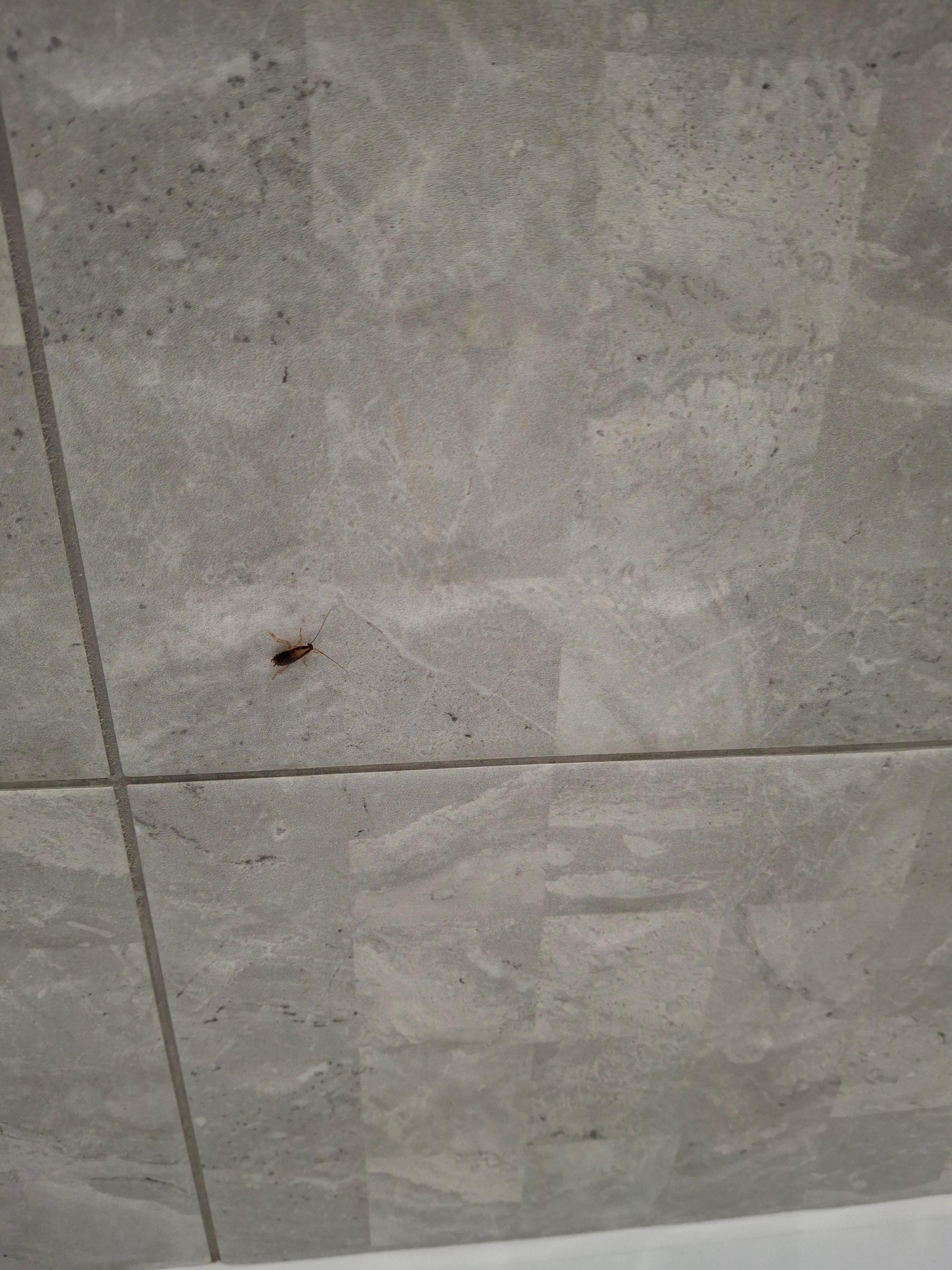 The bugs that ran around the room 